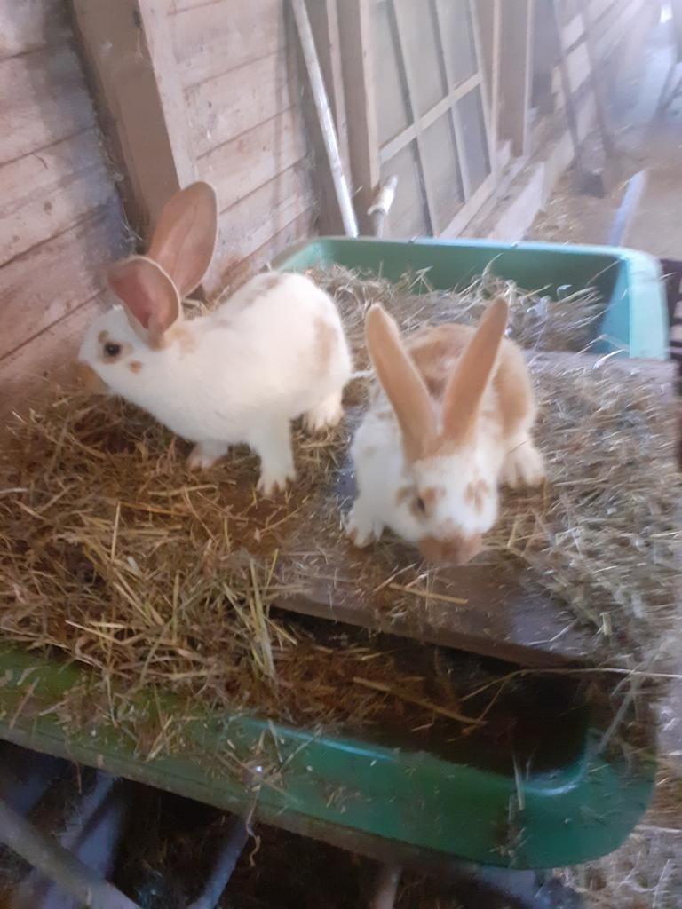 Jonge konijnen, Dieren en Toebehoren, Konijnen, Meerdere dieren, Groot