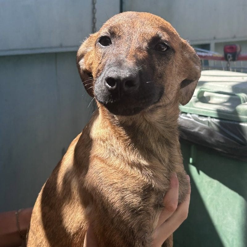 ACE: Udini is een sociale, aanhankelijke pup, Particulier, 15 weken tot 1 jaar, Buitenland, Teef