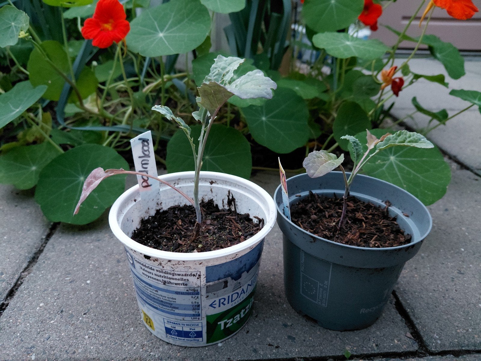 Biologische Palmkool Plantjes, Volle zon, Groenteplanten, Ophalen of Verzenden, Tweejarig
