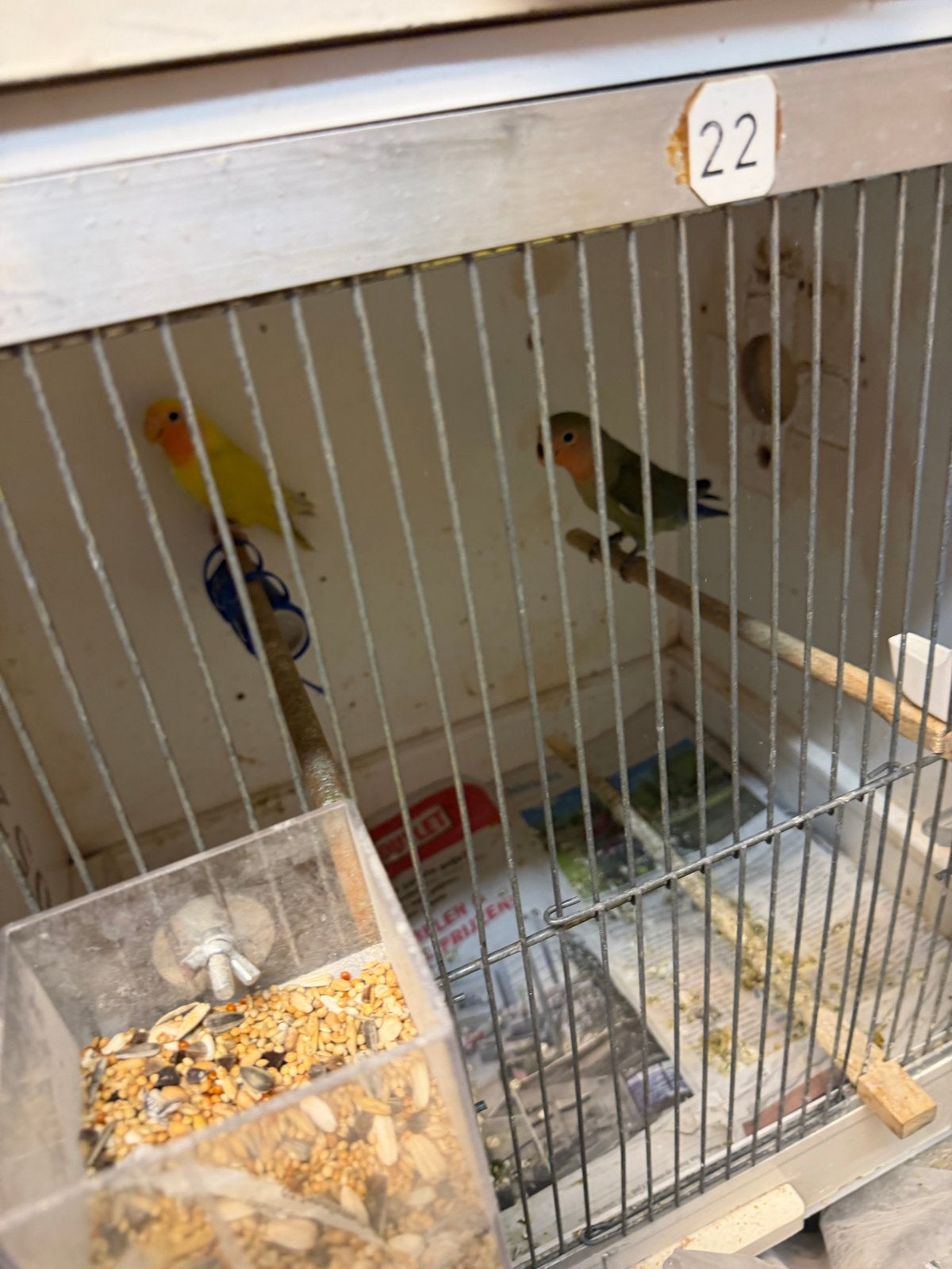 Agapornissen, Dieren en Toebehoren, Meerdere dieren, Dwergpapegaai of Agapornis, Geringd