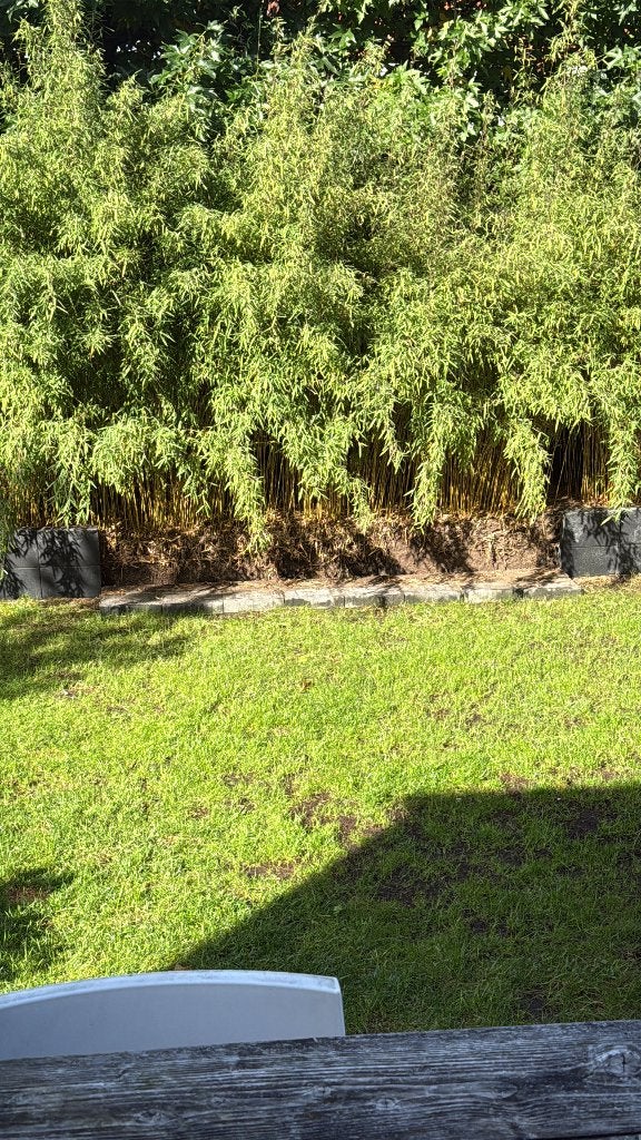 Mooi volgroeid bamboe met direct groene uitstraling, Tuin en Terras, Ophalen, Bamboe, Struik, 250 cm of meer