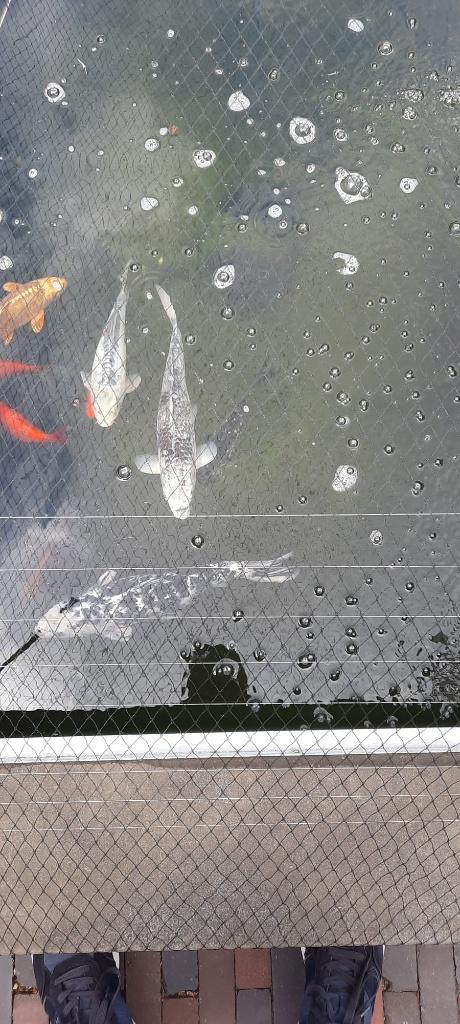 Vissen (12 stuks) en zuiverinstallatie vijver, Karper of Koi