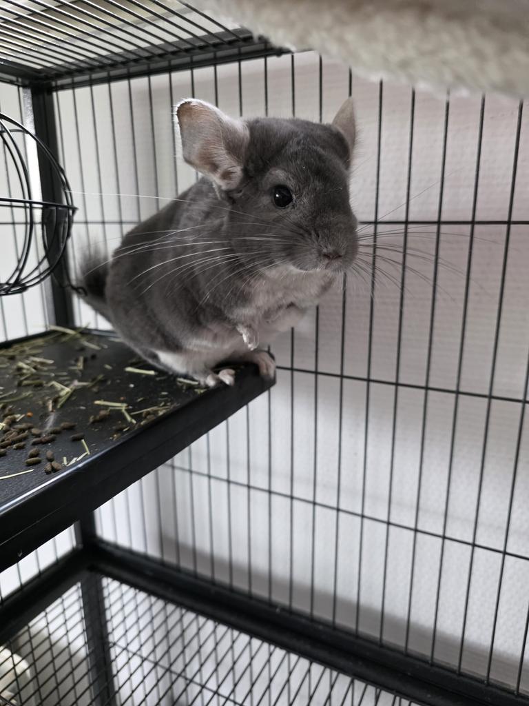 Chinchilla te koop, Chinchilla, Augustus, Vrouwelijk, Tam