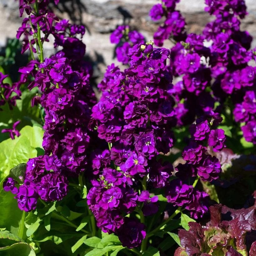 Violier ‘Deep purple’ zaden - laatste 3 zakjes, Verzenden, Voorjaar, Volle zon, Zaad