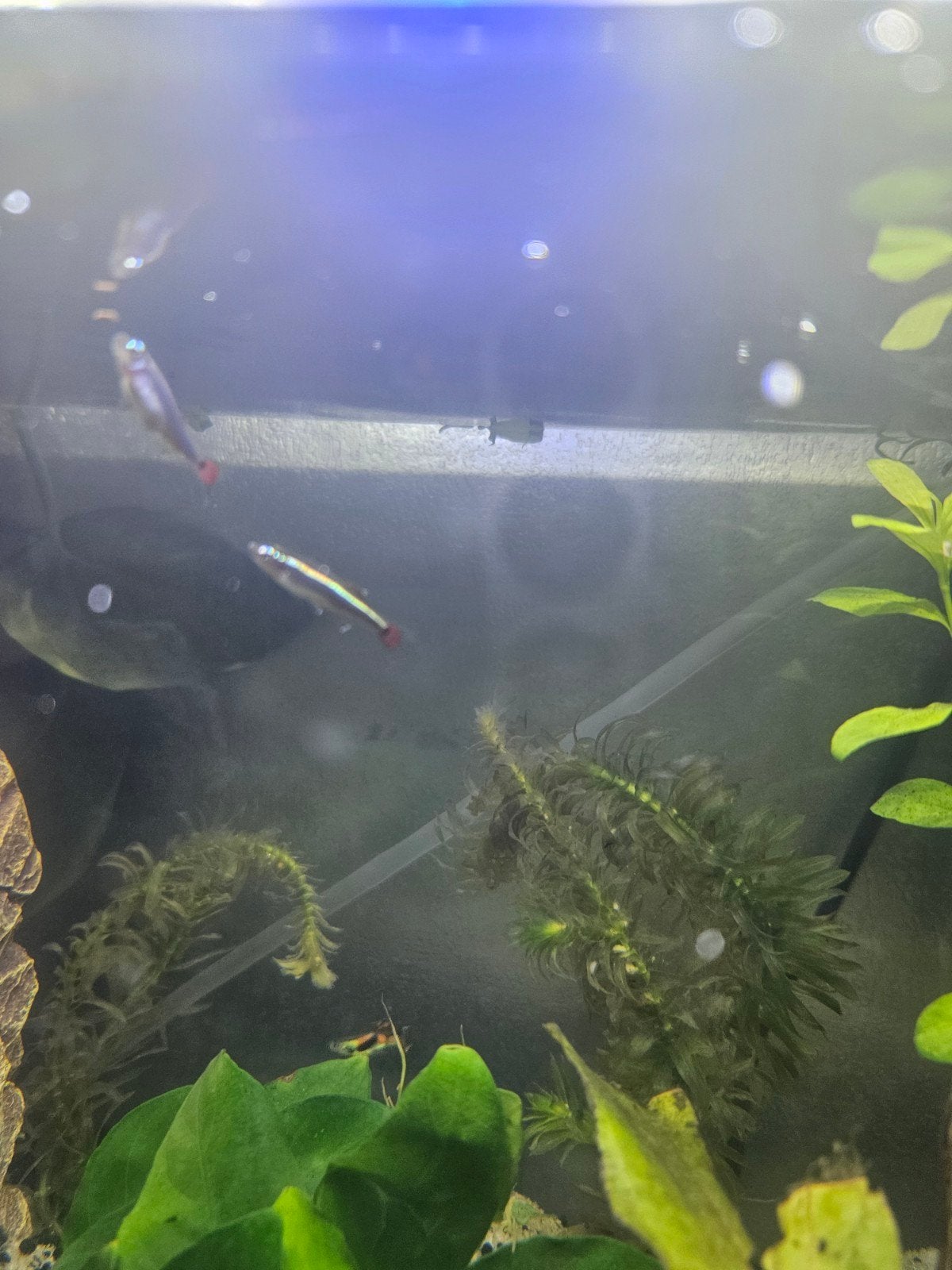 2 chinese danio's, Dieren en Toebehoren, Vis