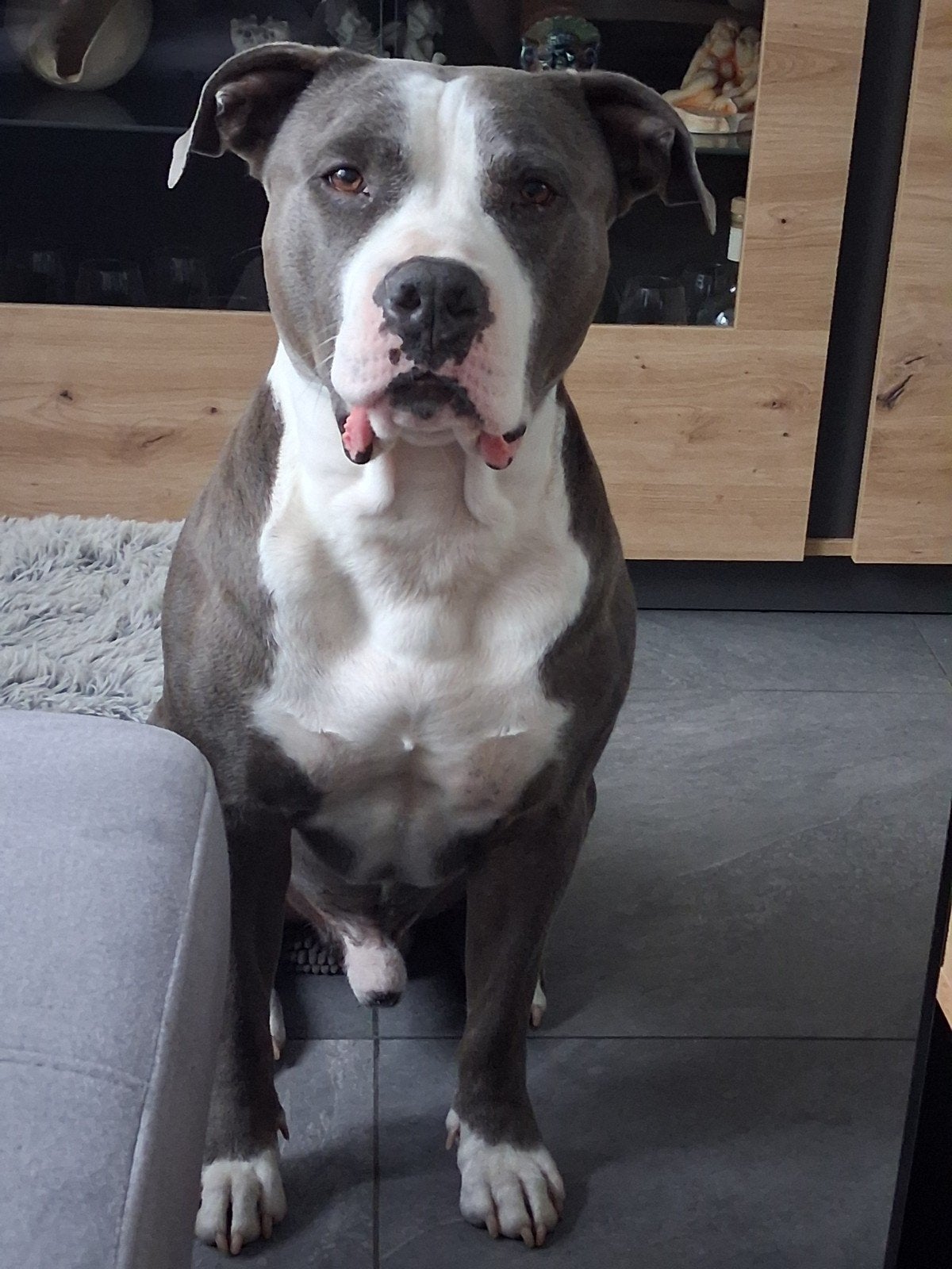 American Staffordshire puppy's, Parvo, 8 tot 15 weken, American Staffordshire Terriër, Meerdere