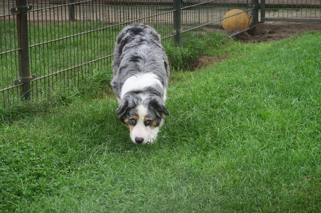 Foto 16 van Black Tri Australian Shepherd pups
