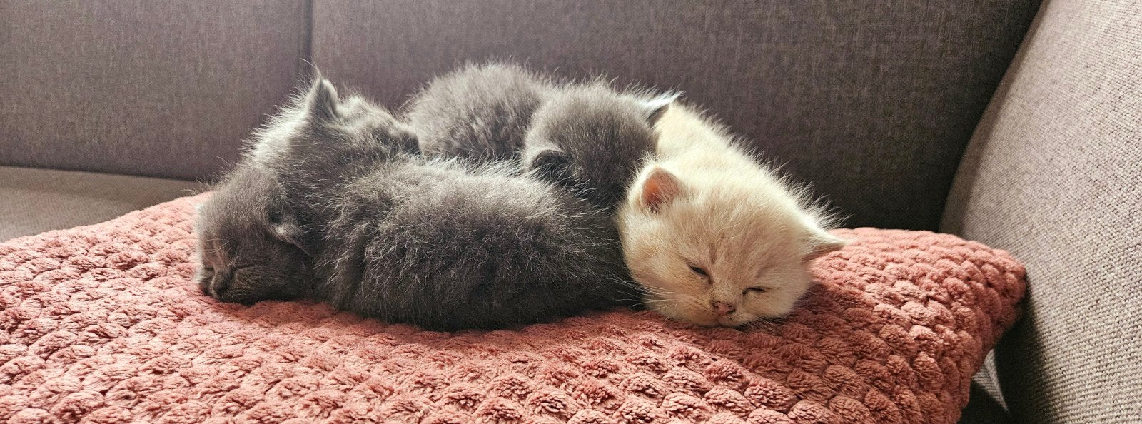 Britse korthaar kittens zoeken gouden mandje, Dieren en Toebehoren, Kater
