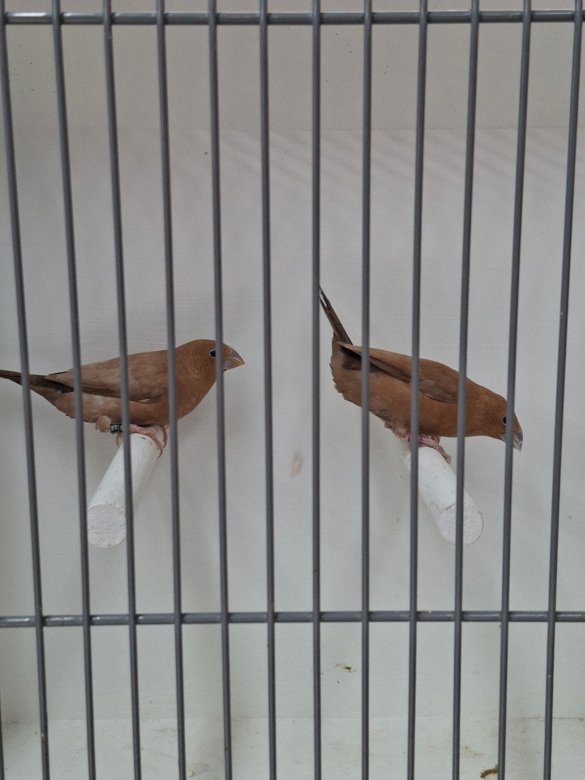 nog 2 paartjes bruine zilverbekjes, Meerdere dieren