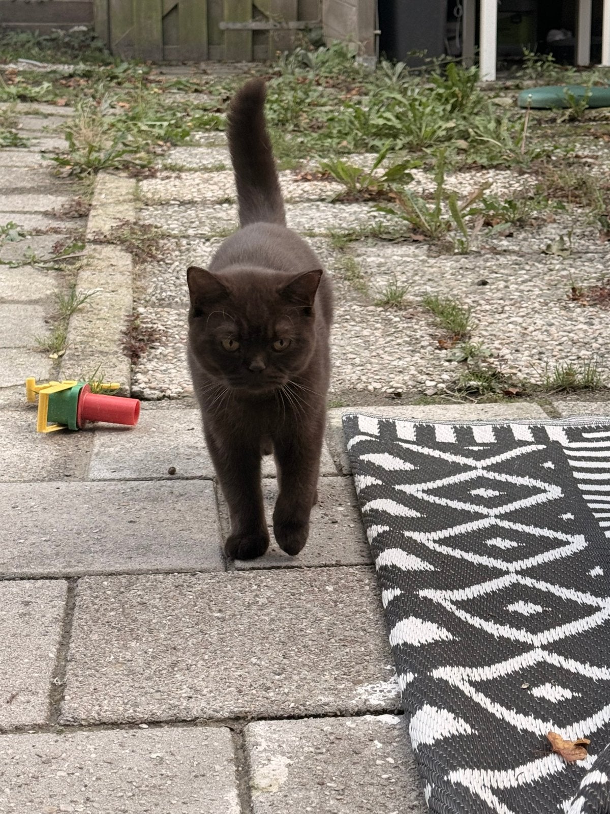 Britse korthaar ,kitten en katter bruno en nova, Dieren en Toebehoren, Meerdere dieren