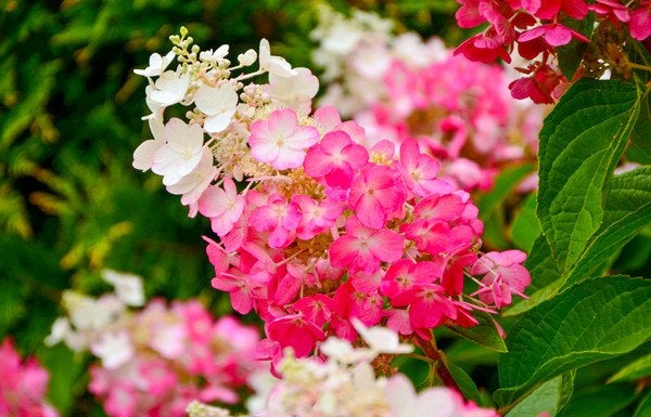 Hydrangea paniculata 'Pinky Winky' / 7,5 liter pot