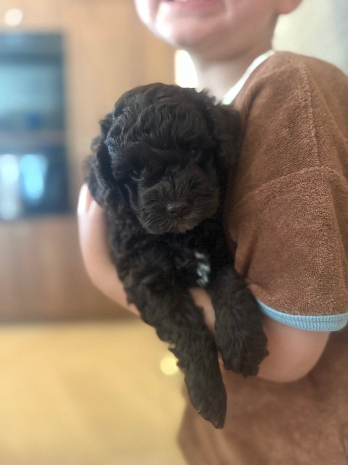 Prachige mini labradoodle (donkere choco)( poedel / doodle ), Parvo, Overige rassen, 8 tot 15 weken, Teef