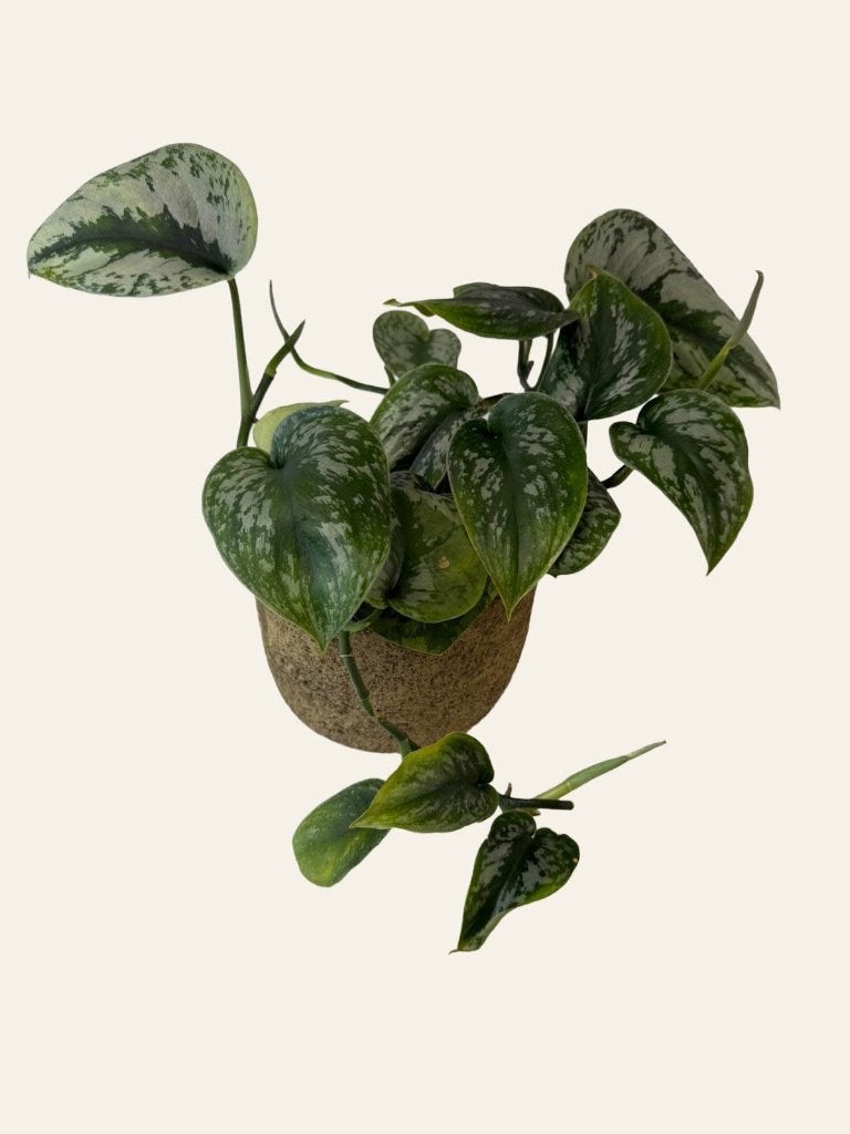 Scindapsus Trebie p12, Huis en Inrichting, Kamerplanten, Ophalen of Verzenden, Halfschaduw, Minder dan 100 cm