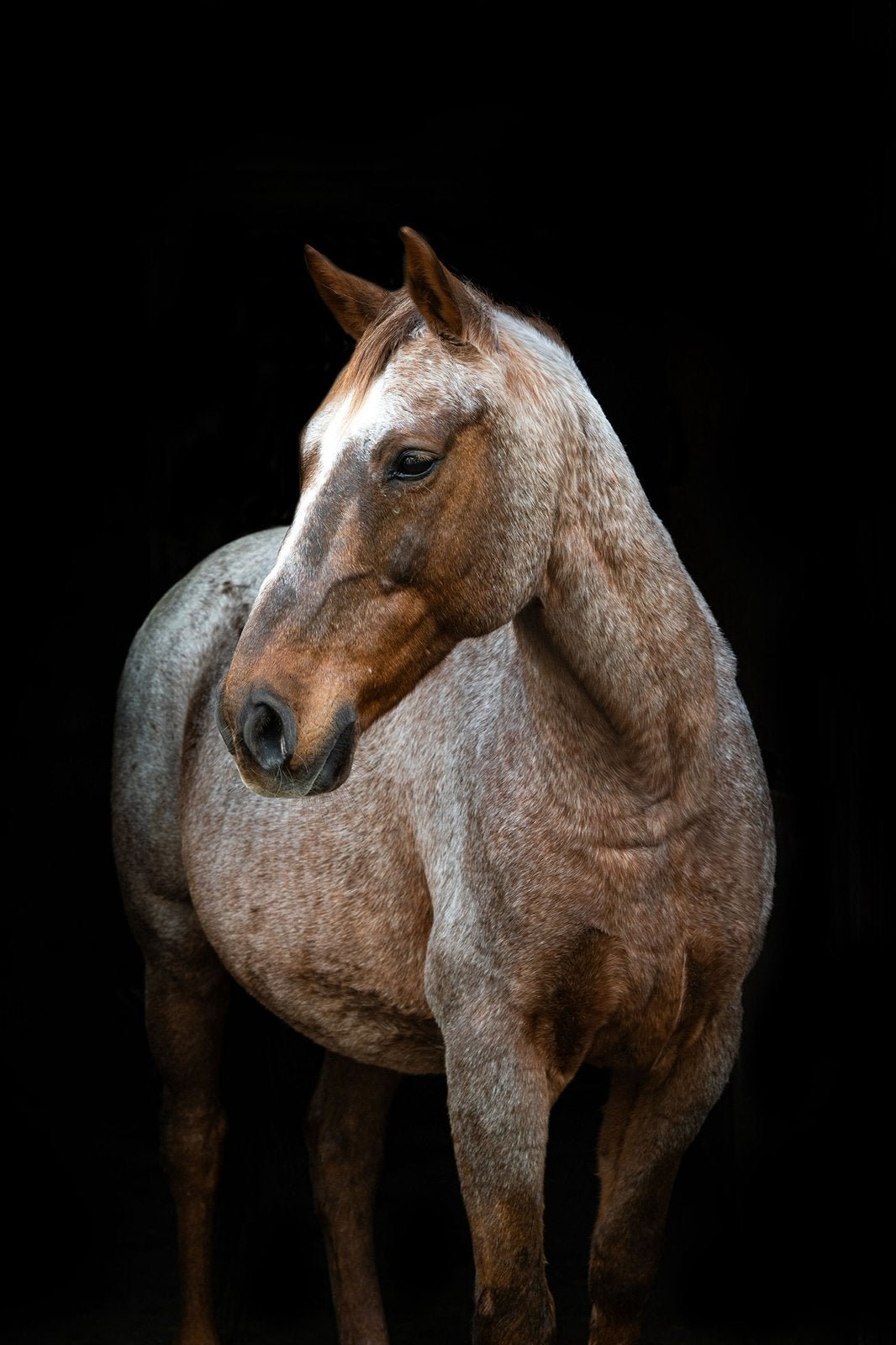 Gouden plekje gezocht voor 18 jarige cruzado ruin, Ophalen, Recreatie