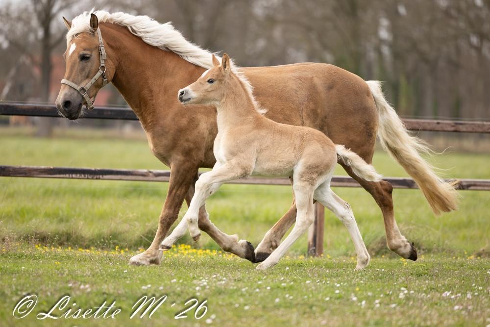 Haflinger veulen, Dieren en Toebehoren, Paarden, Minder dan 160 cm, Niet van toepassing, Dressuurpaard, 0 tot 2 jaar