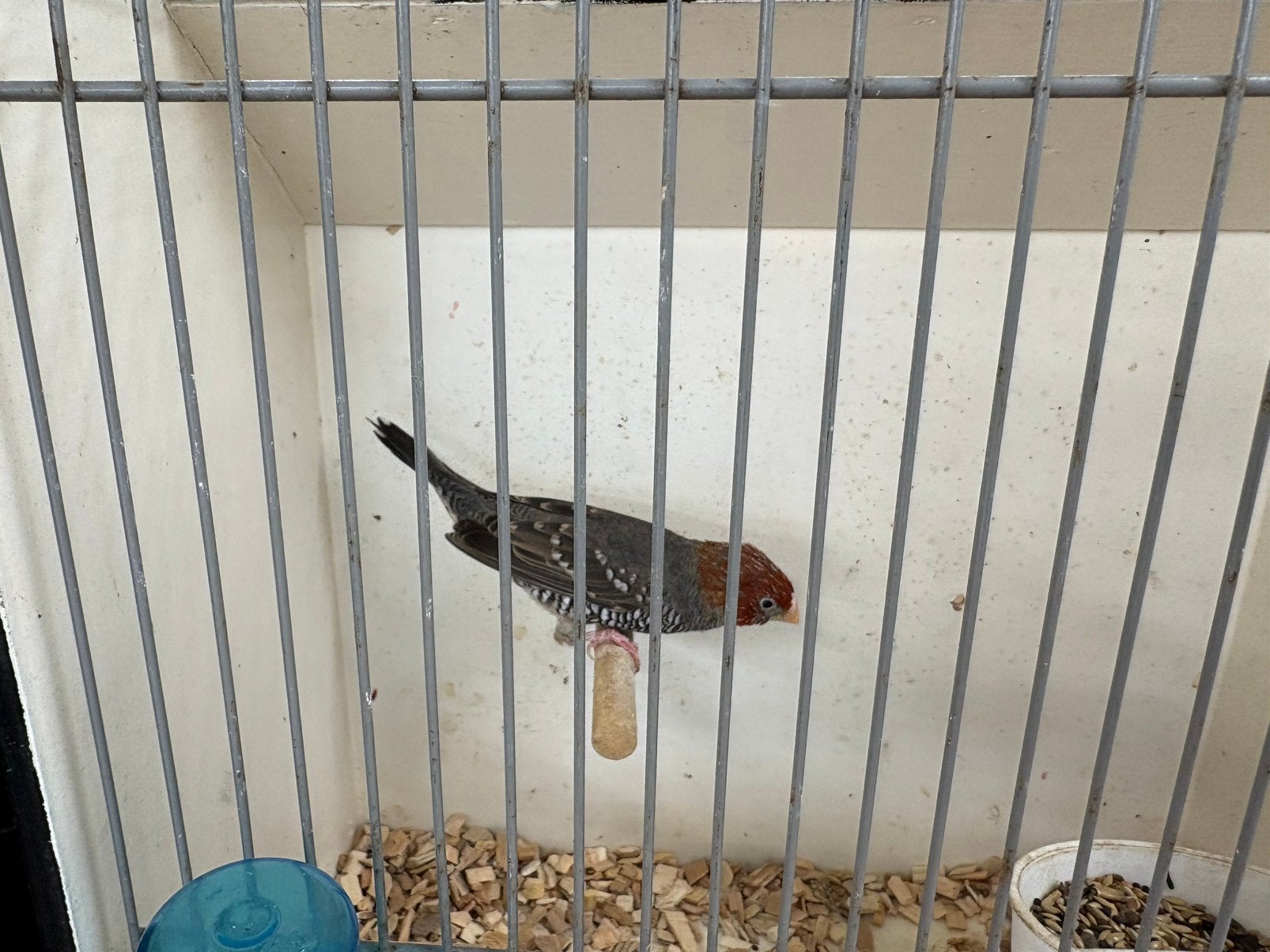 Roodkop amadine man, Dieren en Toebehoren, Vogels | Overige Vogels, Mannelijk