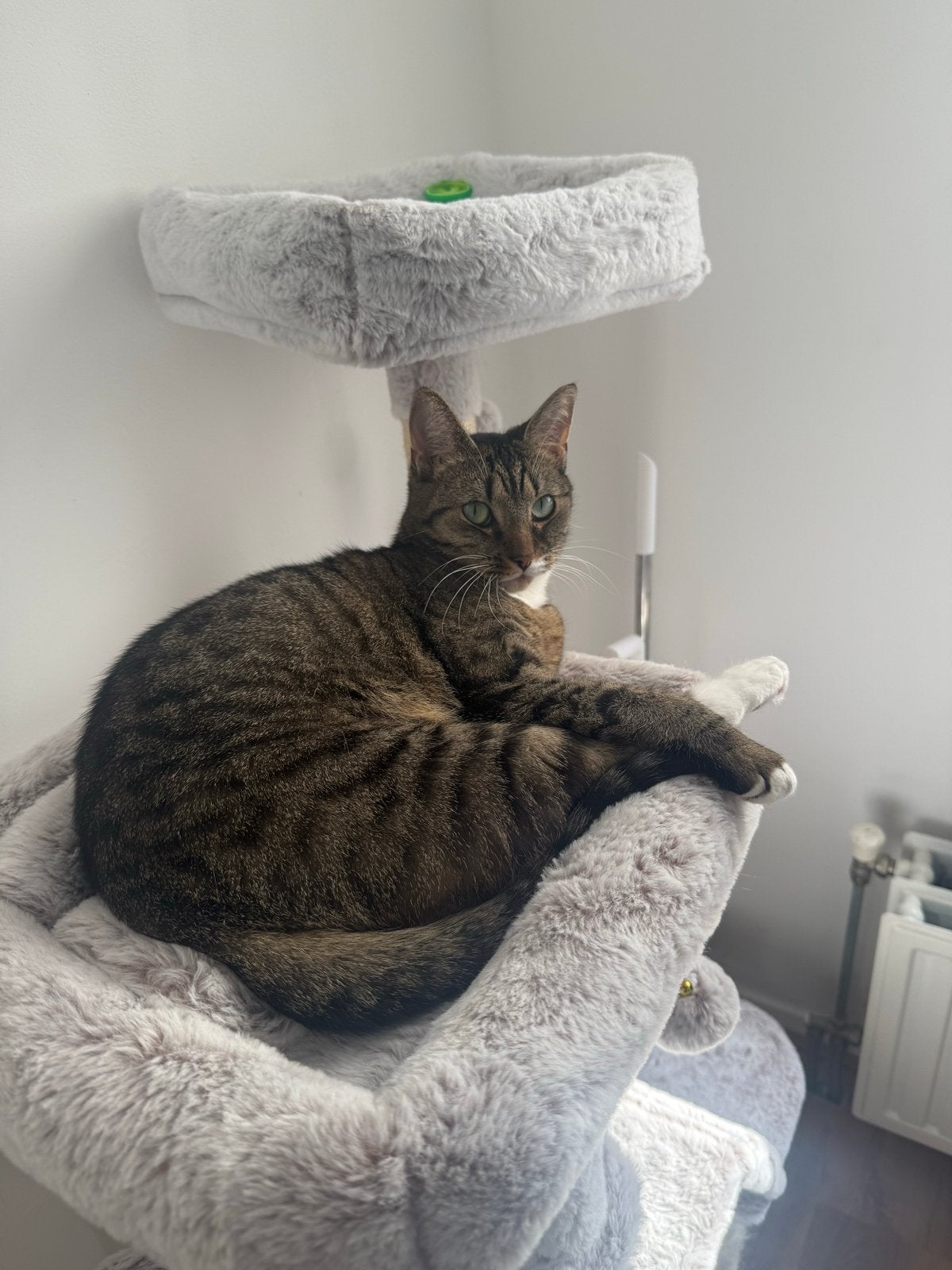 Europees korthaar Poes 3,5 jaar oud, Dieren en Toebehoren, Poes, Kortharig, 3 tot 5 jaar