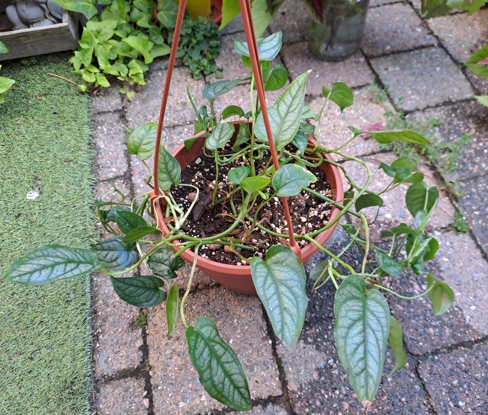 Monstera Siltepecana - Kamerplant in Hangpot Ophalen, Huis en Inrichting, Ophalen, Halfschaduw, Minder dan 100 cm