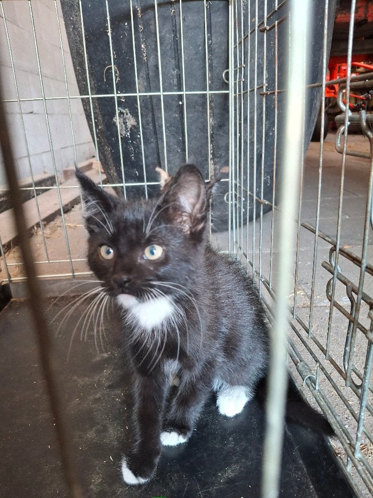 Kittens, Meerdere dieren, Kortharig, 0 tot 2 jaar