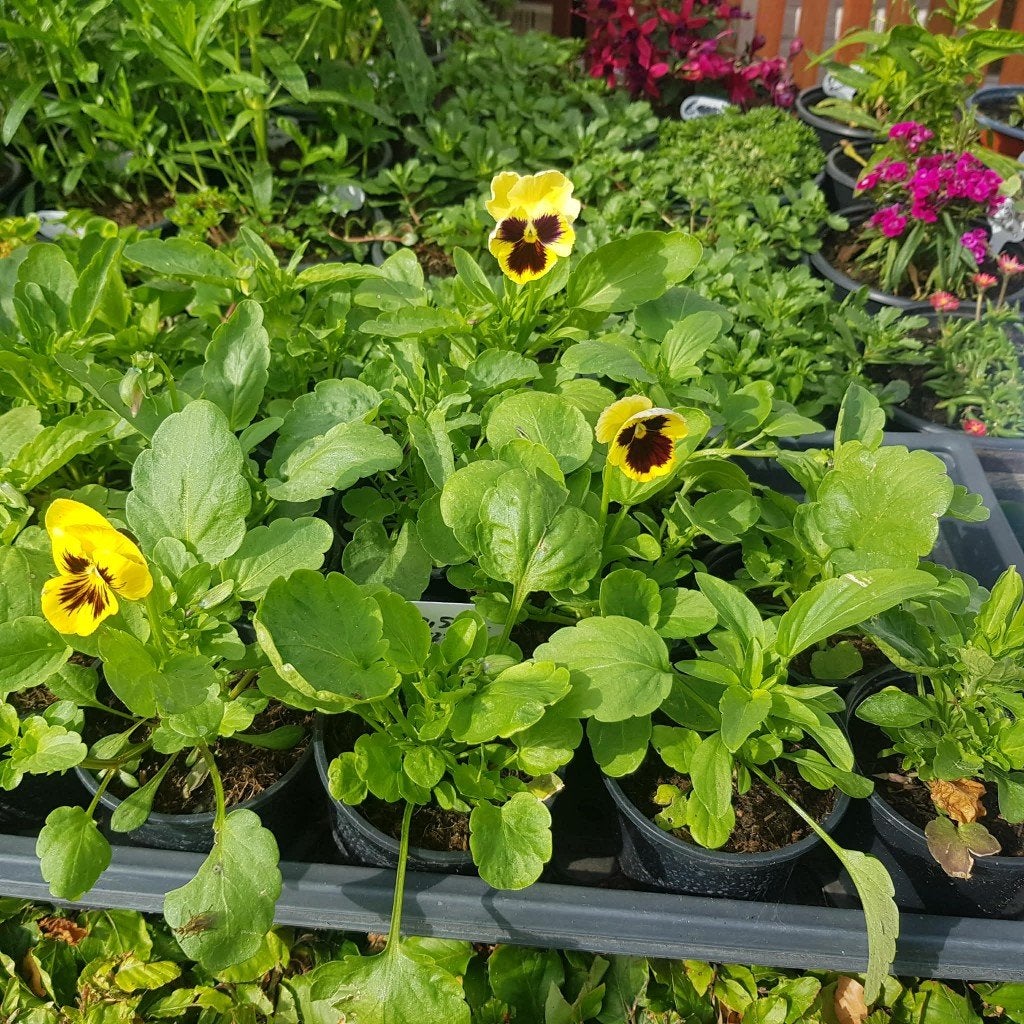 kraampje in de voor tuin met diverse plantjes, Ophalen, Zomer, Overige soorten, Volle zon