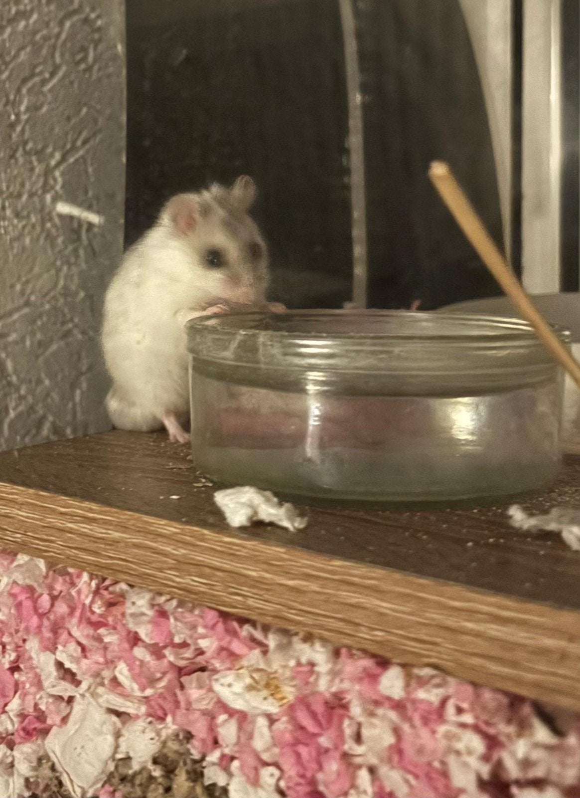 Chinese dwerghamster man, Dieren en Toebehoren, Januari, Mannelijk, Hamster