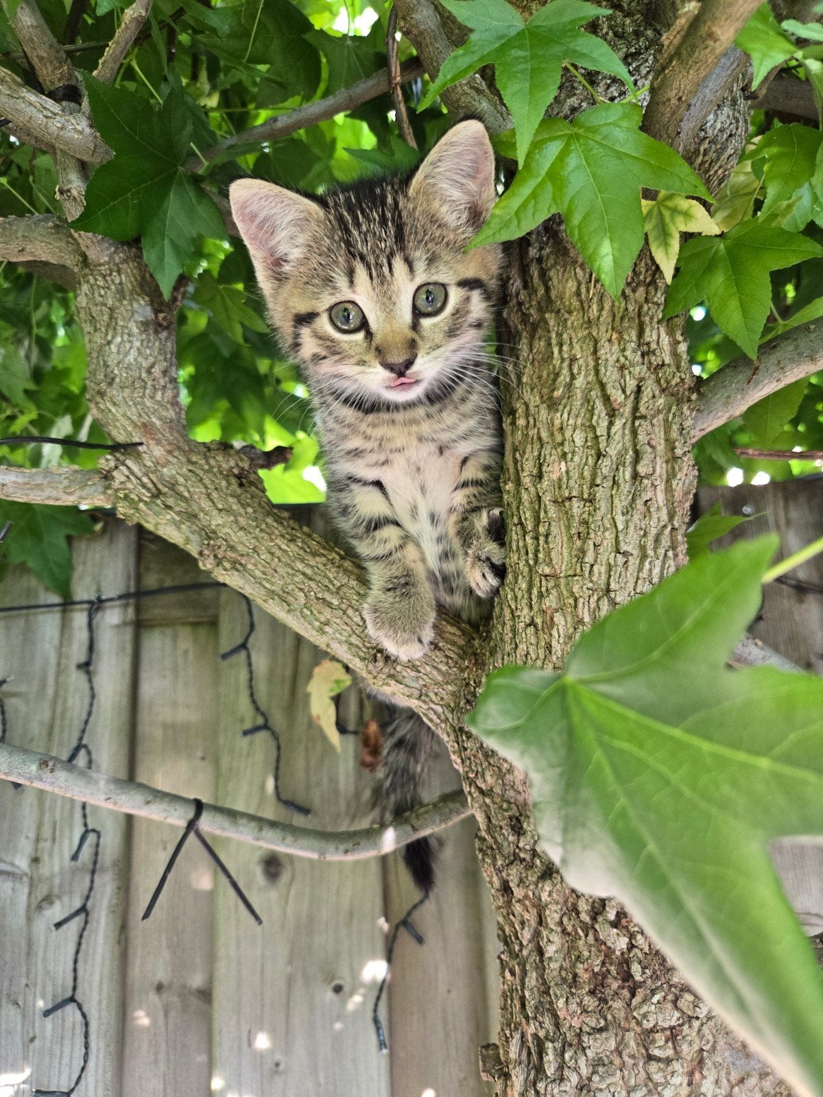 Mooi nestje (ragdoll) kittens te koop, Dieren en Toebehoren, Katten en Kittens | Overige Katten, Meerdere dieren, 0 tot 2 jaar