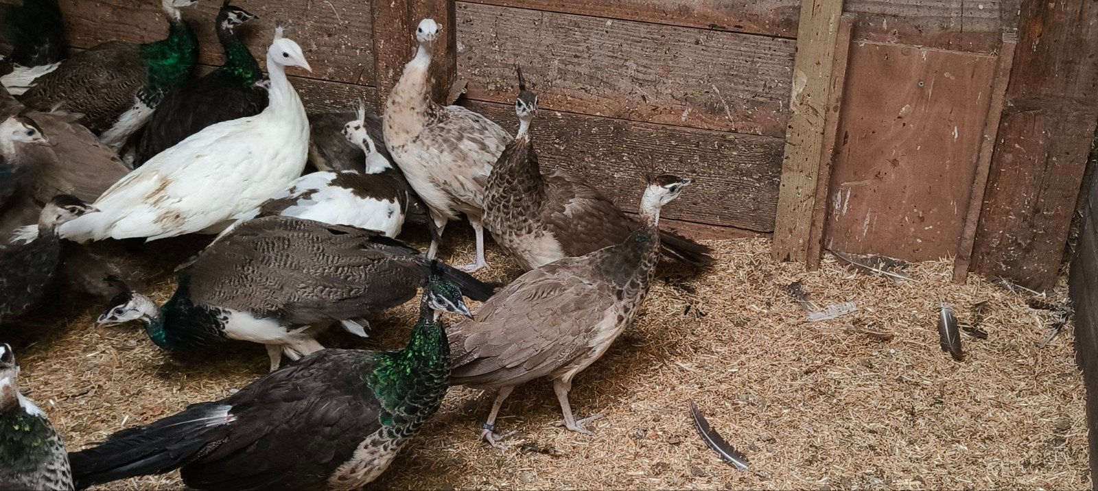 koppel jonge violet pauwen, Dieren en Toebehoren