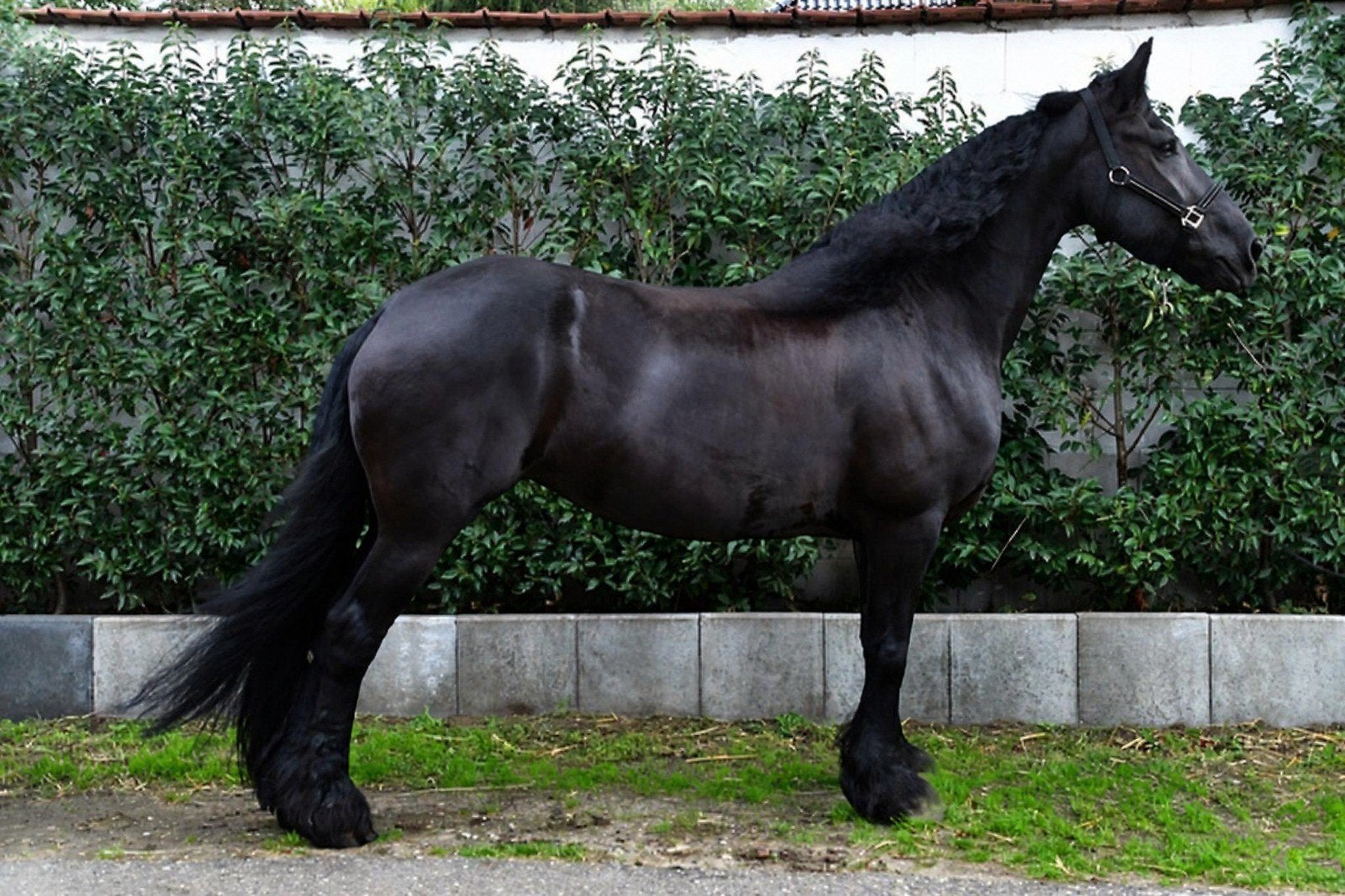 9 jarige drachtige stermerrie te koop, Dieren en Toebehoren, Minder dan 160 cm, Niet van toepassing, 0 tot 2 jaar, Hengst