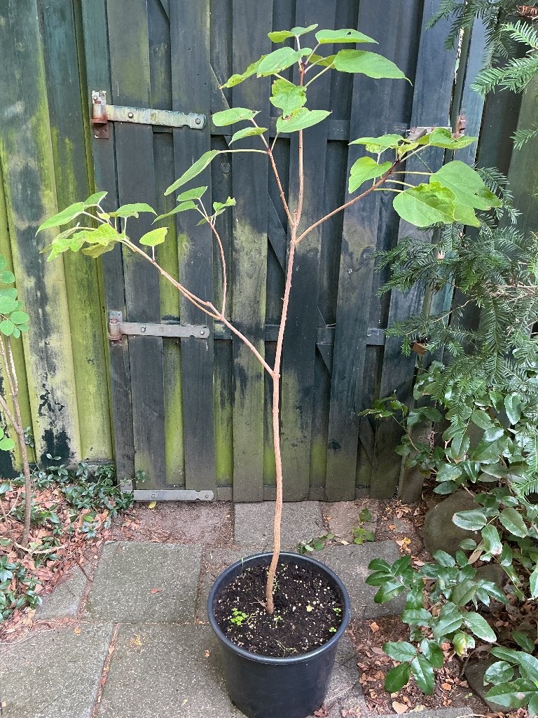 Pindakaasboom, Tuin en Terras, Overige soorten, 250 tot 400 cm, Zomer, Ophalen