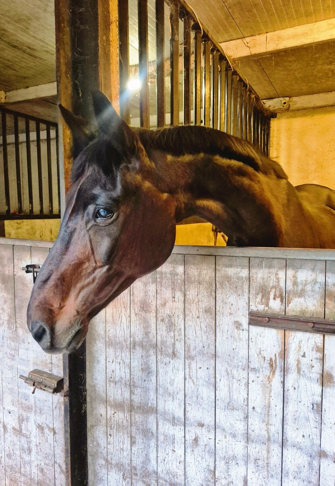 Sport , recreatie , fok , manege paarden, Ruin, Dressuurpaard, 0 tot 2 jaar