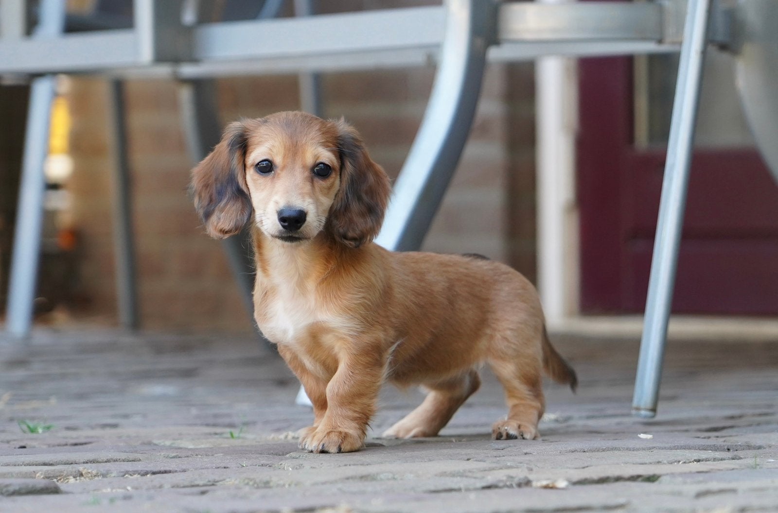 Langharige Dwergteckel pups | Teckel, Parvo, Nederland, 8 tot 15 weken, Dwerg