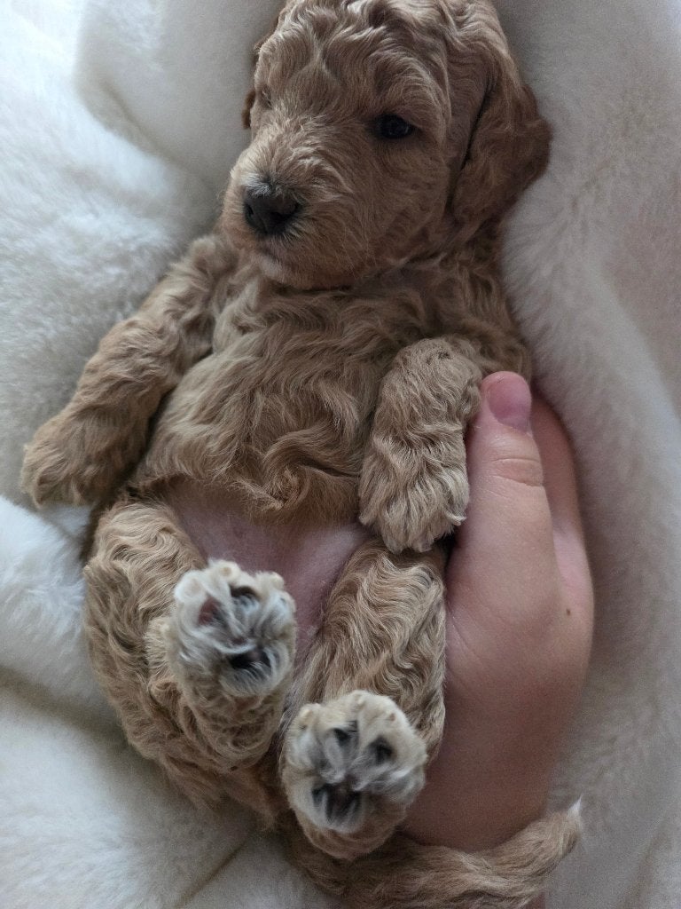 Australian labradoodle alf2 pups, Dieren en Toebehoren, Honden | Retrievers, Spaniëls en Waterhonden, Parvo, Overige rassen, 8 tot 15 weken
