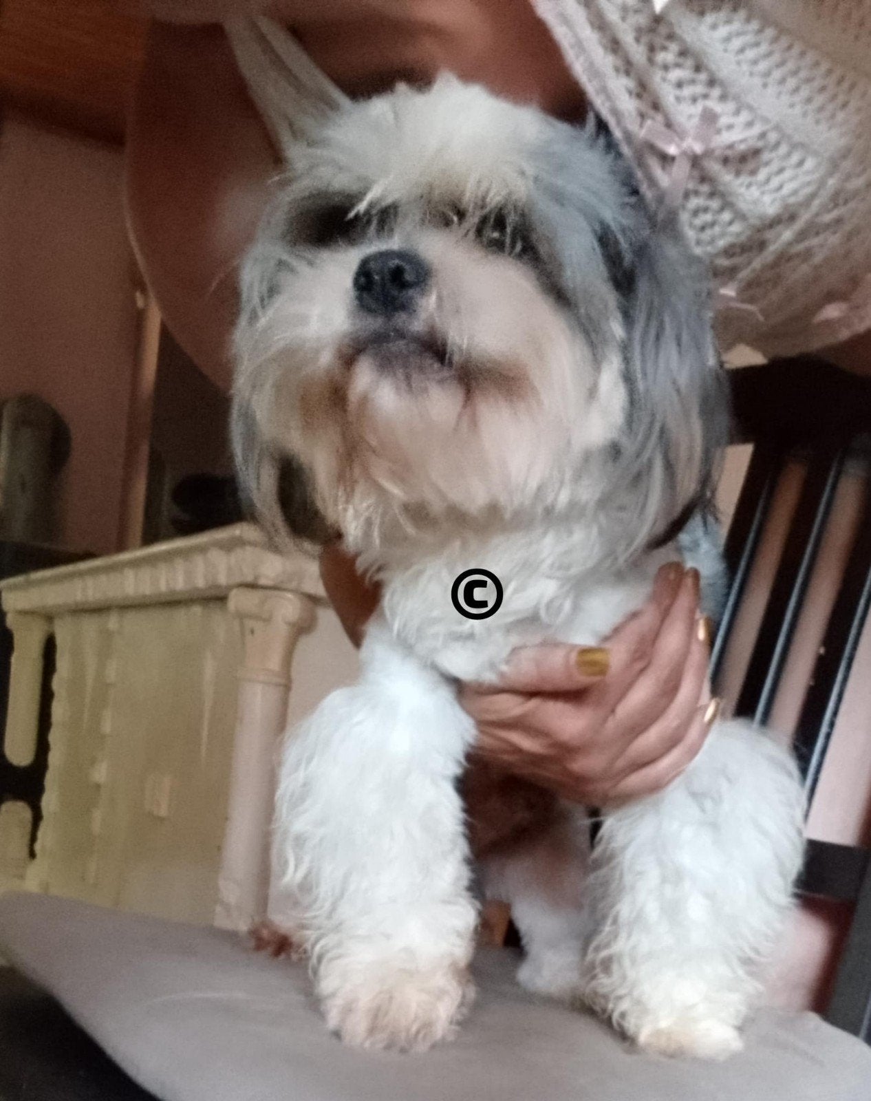 Alex grote lieve Shih Tzu beer, Reu, 1 tot 2 jaar, Parvo, Eén hond