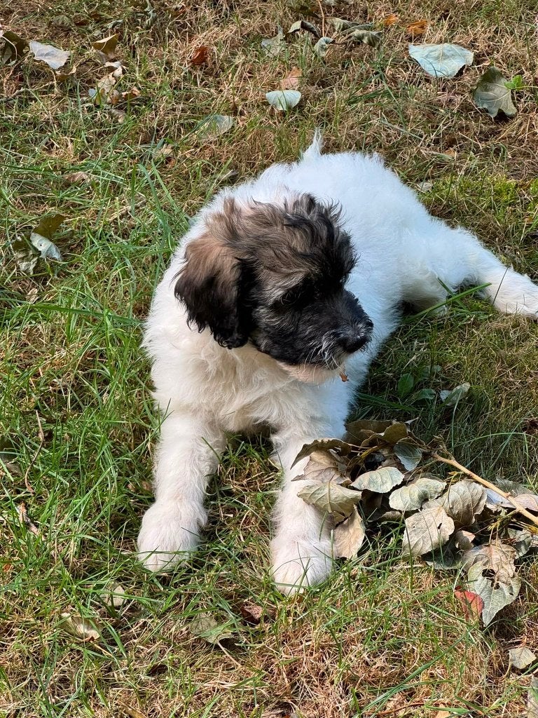 Aussiedoodle X doodle mini, Dieren en Toebehoren, 8 tot 15 weken, Parvo, Meerdere, Meerdere dieren