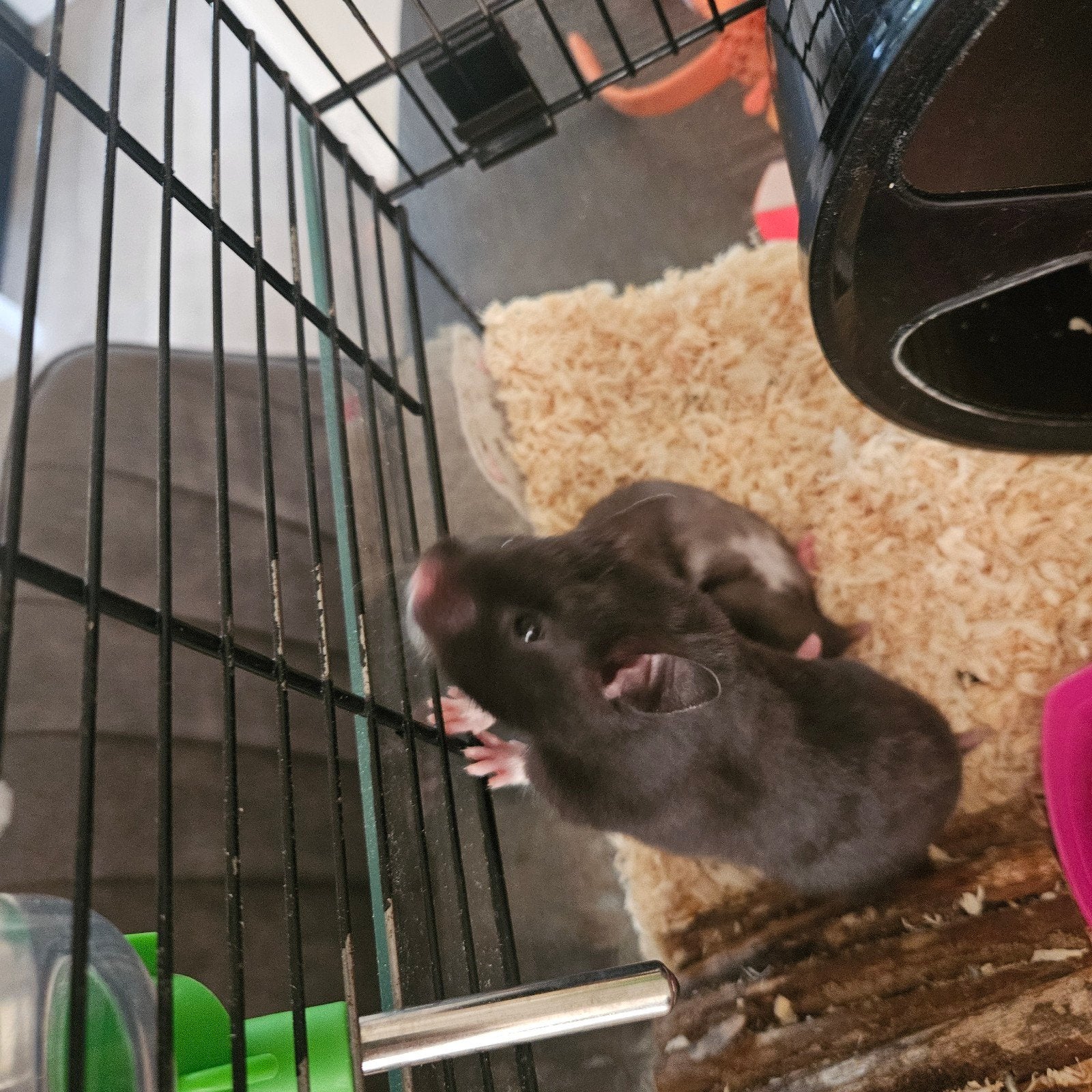 Syrische goudhamster, Dieren en Toebehoren, Knaagdieren, Hamster, Vrouwelijk, Mei, Tam