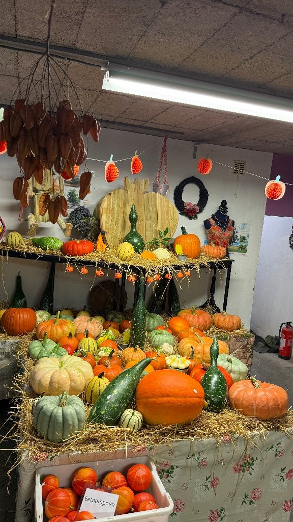 Halloween - en eet Pompoenen en sierkallebassen, Ophalen, Nieuw