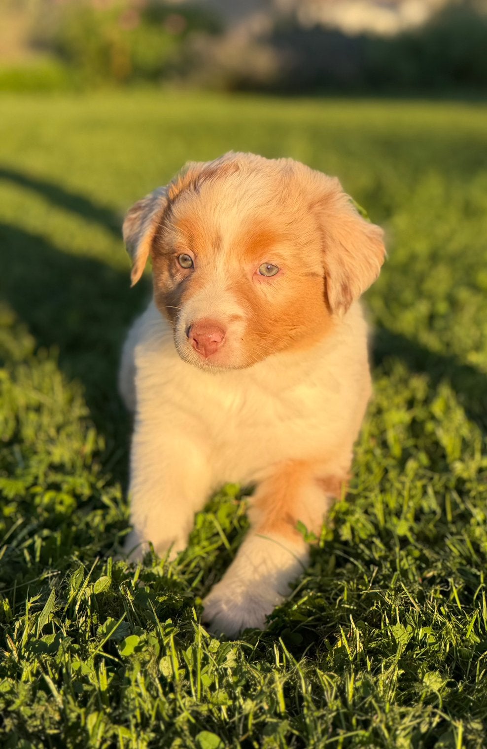 Superleuke sociale Australian Sheperd pups, Dieren en Toebehoren, Honden | Herdershonden en Veedrijvers, 8 tot 15 weken, Meerdere