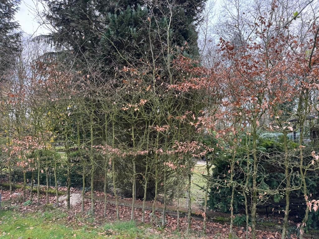 Beuken haag, Tuin en Terras, Ophalen, Beukenhaag, 100 tot 250 cm