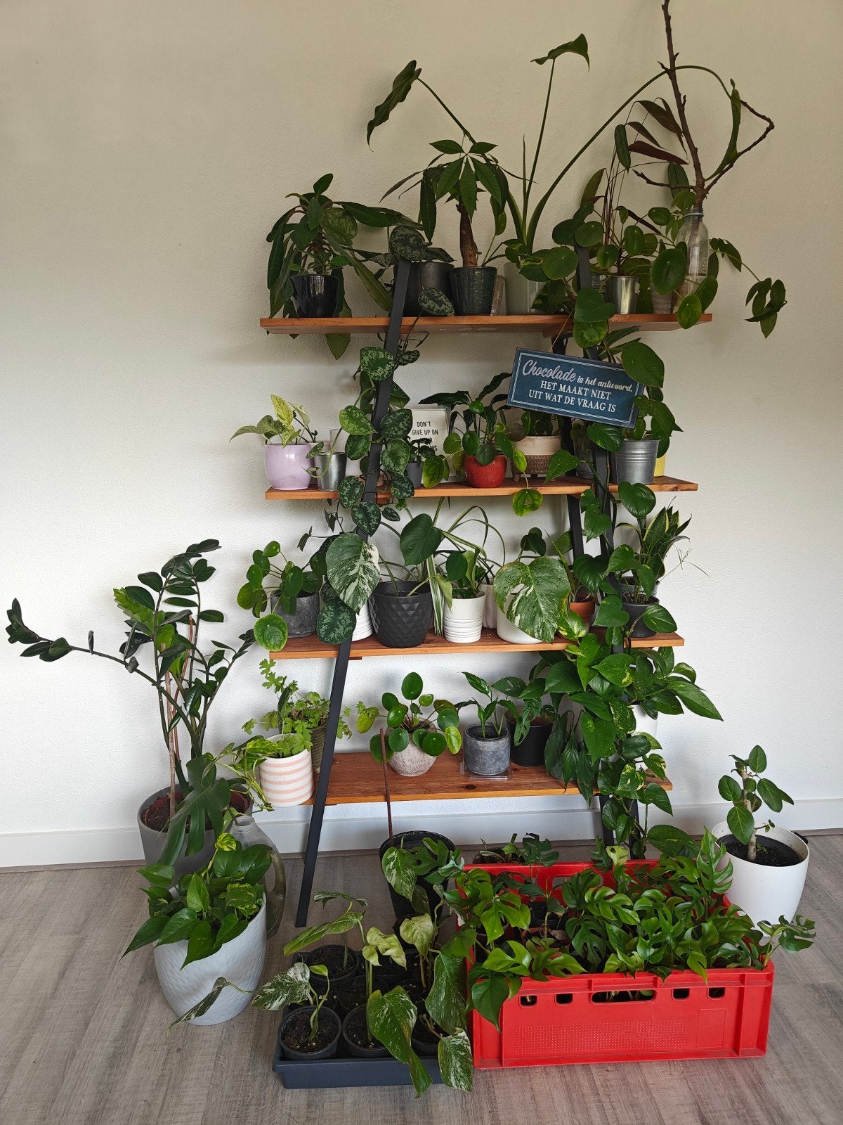 verschillende kamerplanten, Ophalen of Verzenden, Halfschaduw, Minder dan 100 cm