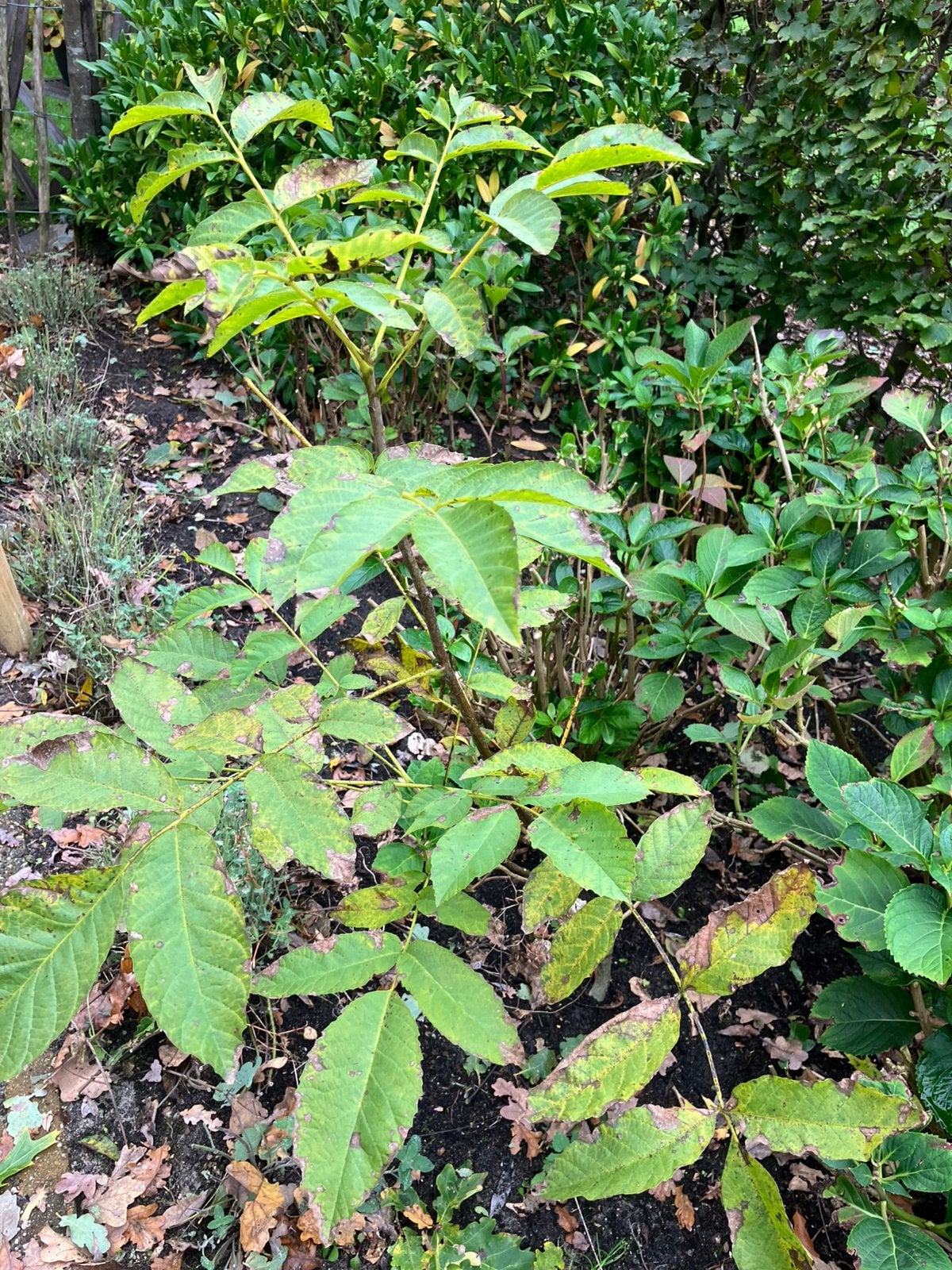 Walnootboom, Ophalen, Overige soorten, 100 tot 250 cm