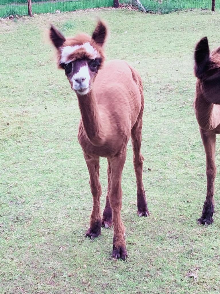 Alpaca Merrie 10 maand, Dieren en Toebehoren, Juli, Vrouwelijk
