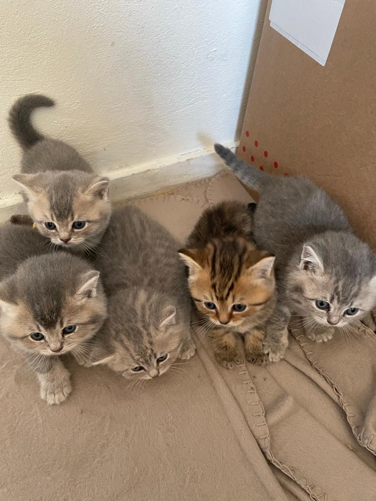 Prachtige britse korthaar kittens!, Meerdere dieren, Ingeënt