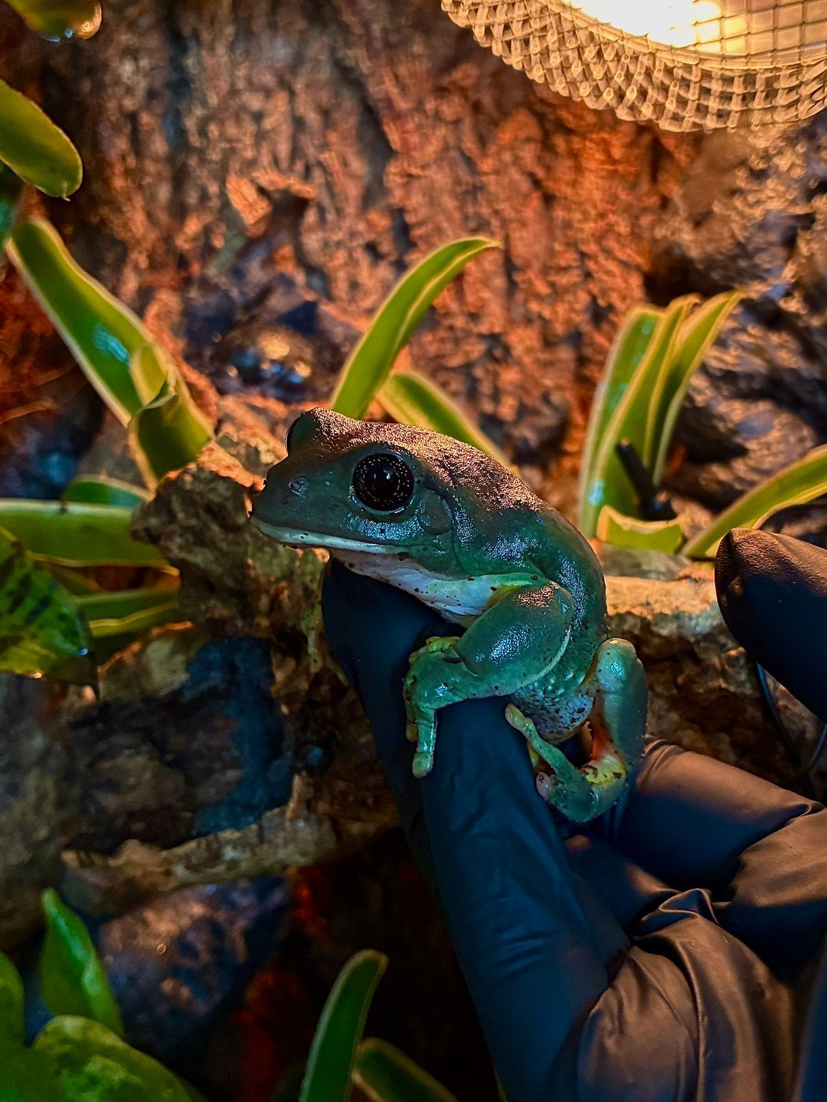 Pachymedusa dacnicolor Mexican leaf frog Frog photo 3