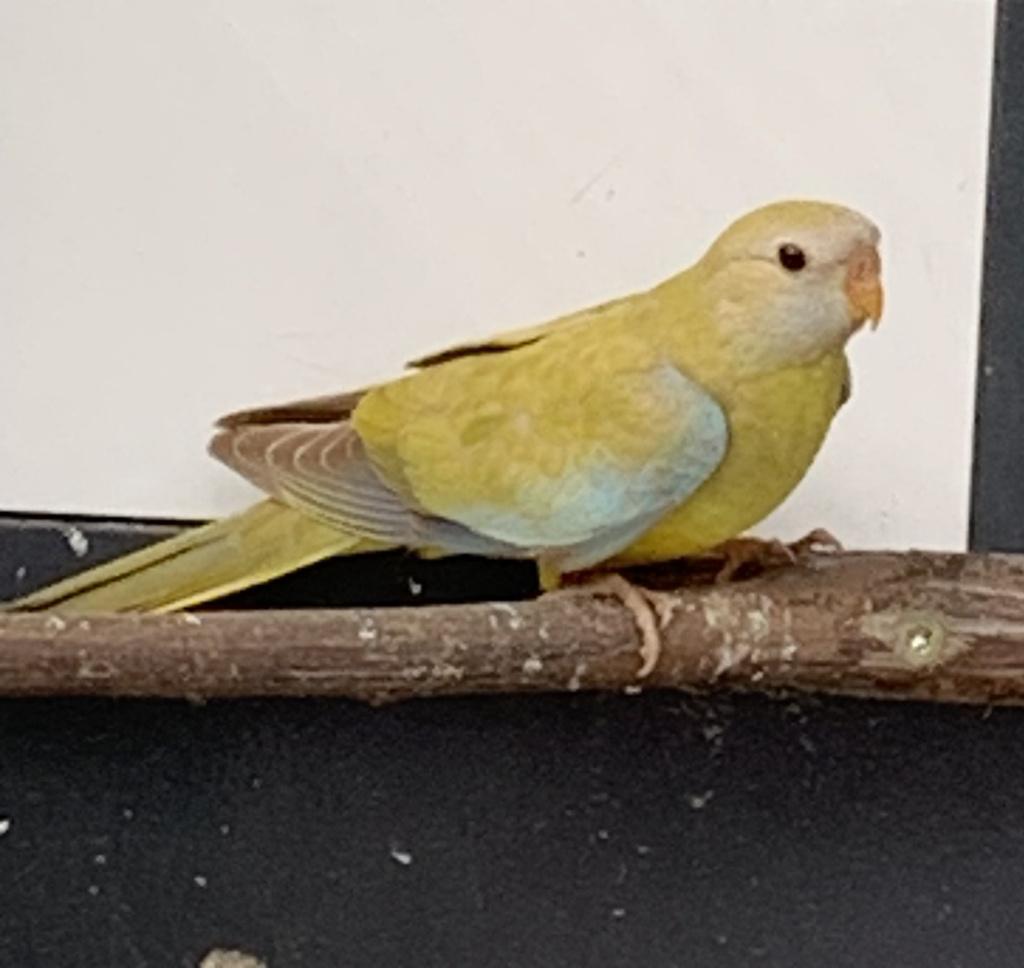 Splendid's, cinnamon, cinnamon lutino, lutino, Dieren en Toebehoren, Vogels | Parkieten en Papegaaien, Meerdere dieren, Parkiet