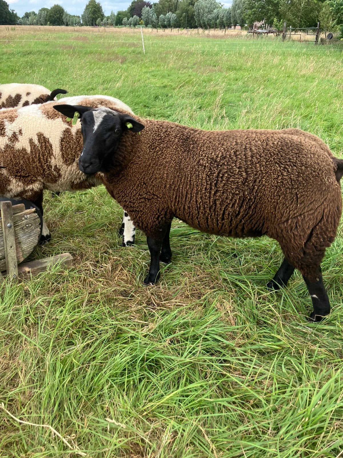 Bonte dekram, Dieren en Toebehoren, Mannelijk, Schaap, 0 tot 2 jaar