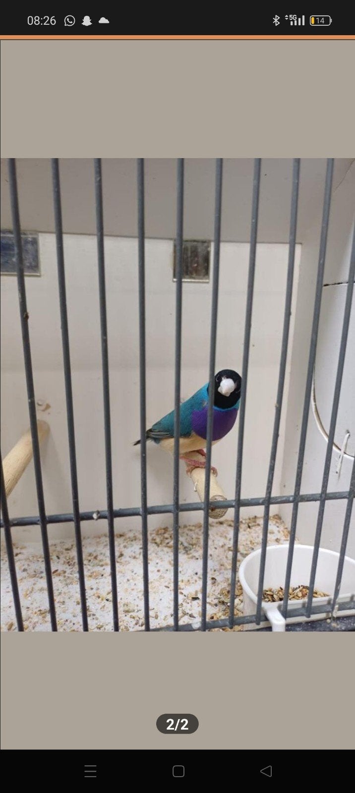 gezocht koppel gould amadines, Dieren en Toebehoren, Meerdere dieren
