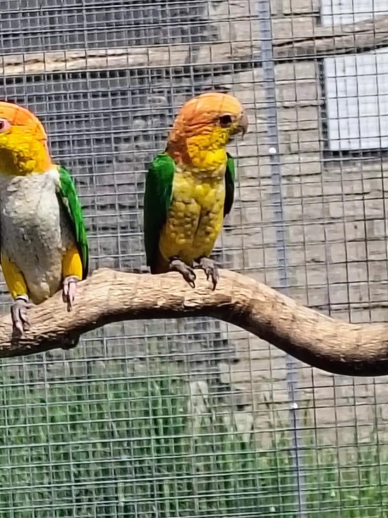 Roestkop caique pop, Dieren en Toebehoren, Vrouwelijk, Parkiet
