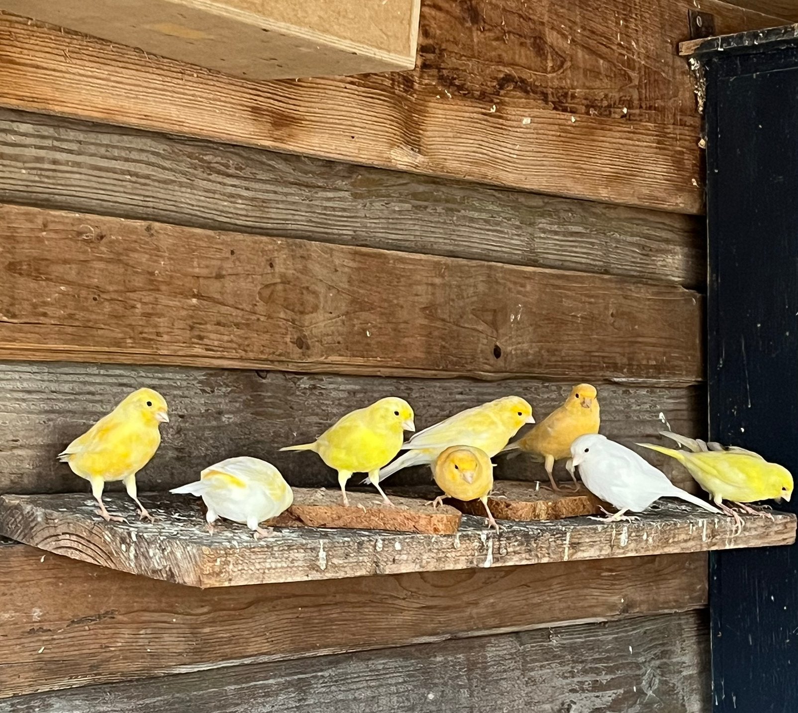 Mooie kanaries (mannen/poppen) te koop!, Meerdere dieren, Zangkanarie
