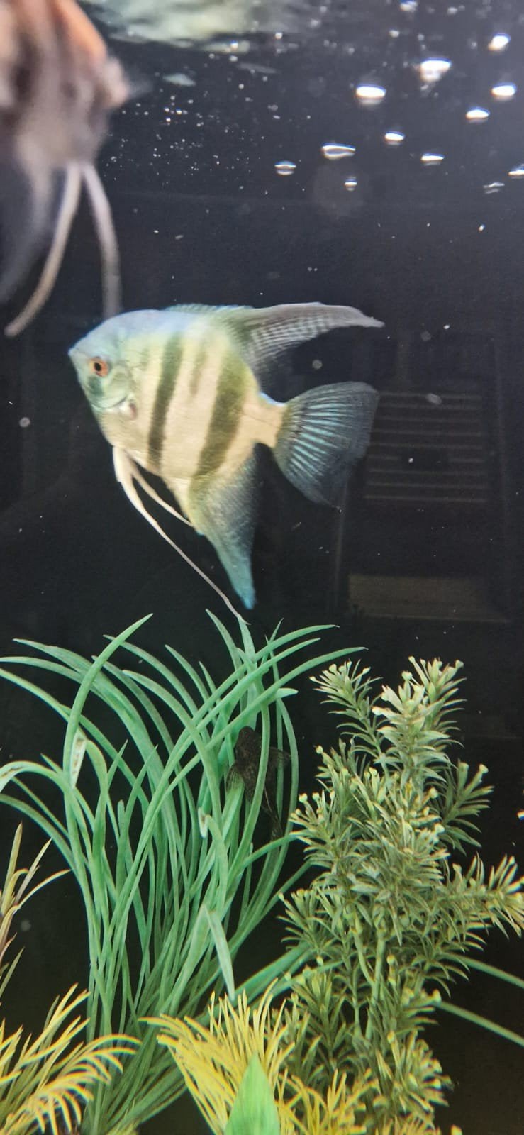 Mooie grote XL blauwe maanvis(man), Vis