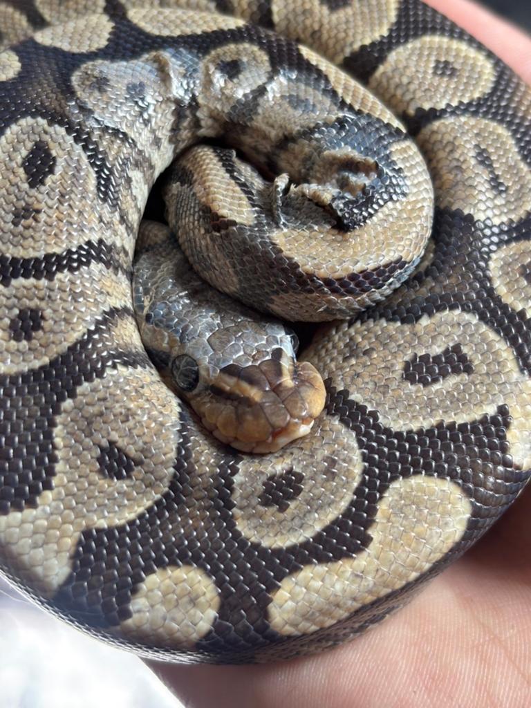 2 koningspython slangen, 2 jaar oud Ball Python - unknown for sale from Brian